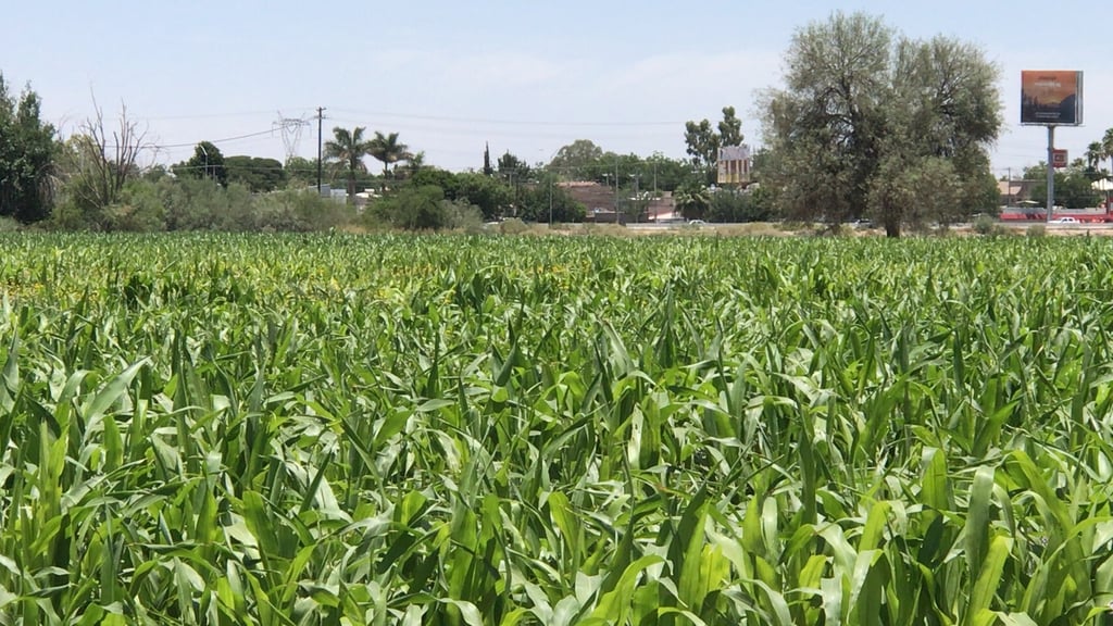 Aseguran agua para siembra en La Laguna