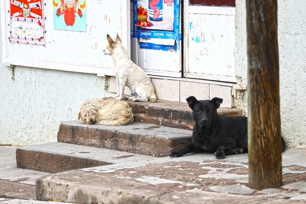 Abandono. Es un problema de salud pública la gran cantidad de perros en situación de calle en el municipio.