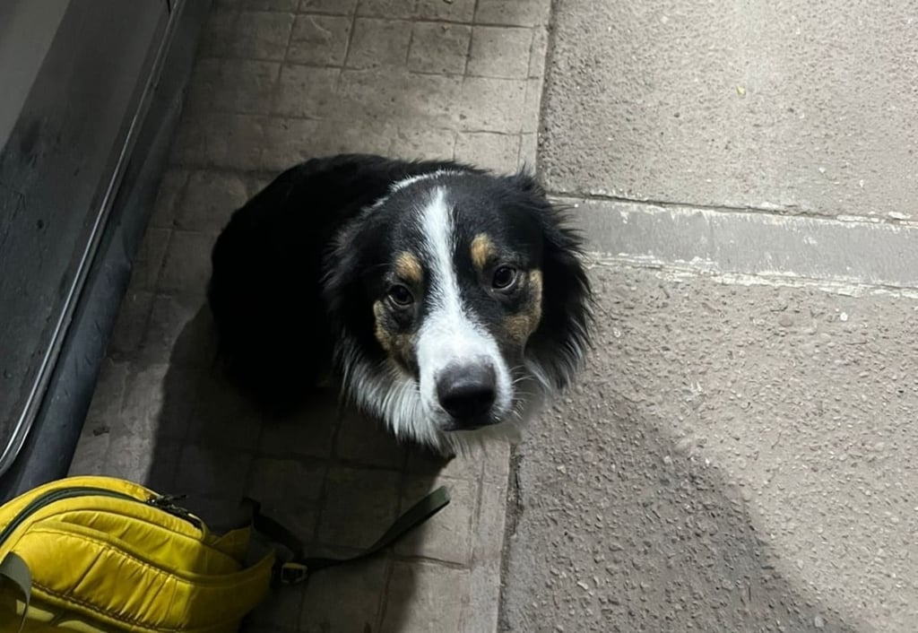 Problema. Por insistencia de los hijos, los padres acceden a comprar una mascota pero al paso del tiempo ya no la quieren cuidar.