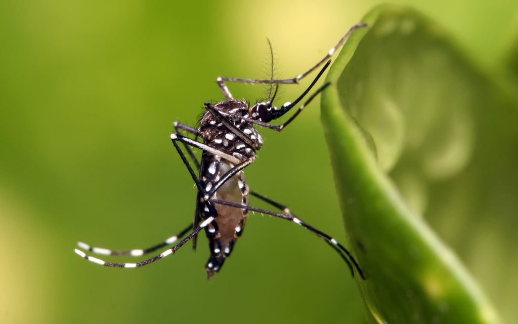 Dengue en Durango: a una semana de terminar el año, van 4 decesos y mil 277 casos