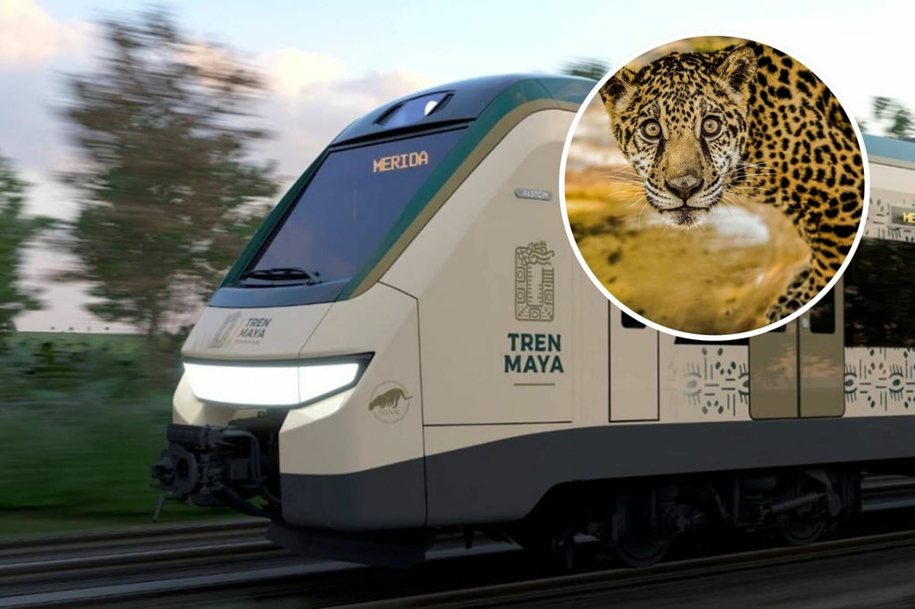 Tren Maya: Instalarán más de mil cámaras para monitorear de pasos de fauna