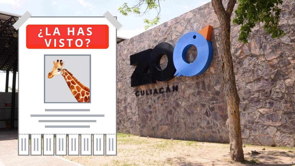 ¿La robaron? Desaparece una jirafa en el Zoológico de Culiacán, Sinaloa 
