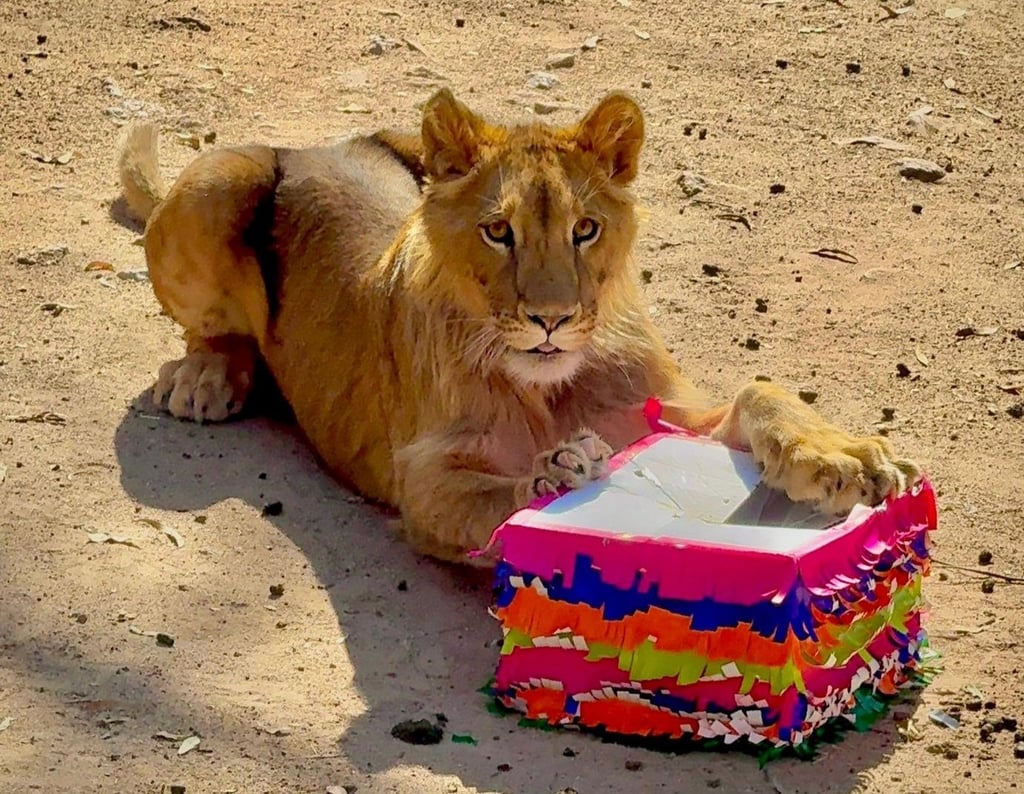 Piñata. Por su primer año de edad le prepararon una piñata rellena de carne.