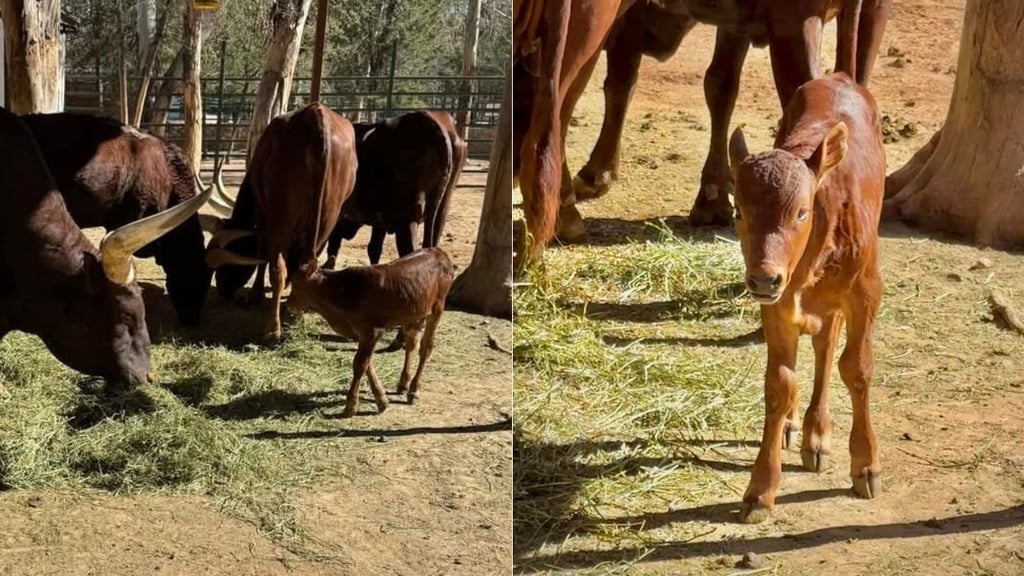 Nace watusi en Zoológico Sahuatoba y convocan a duranguenses a ponerle nombre