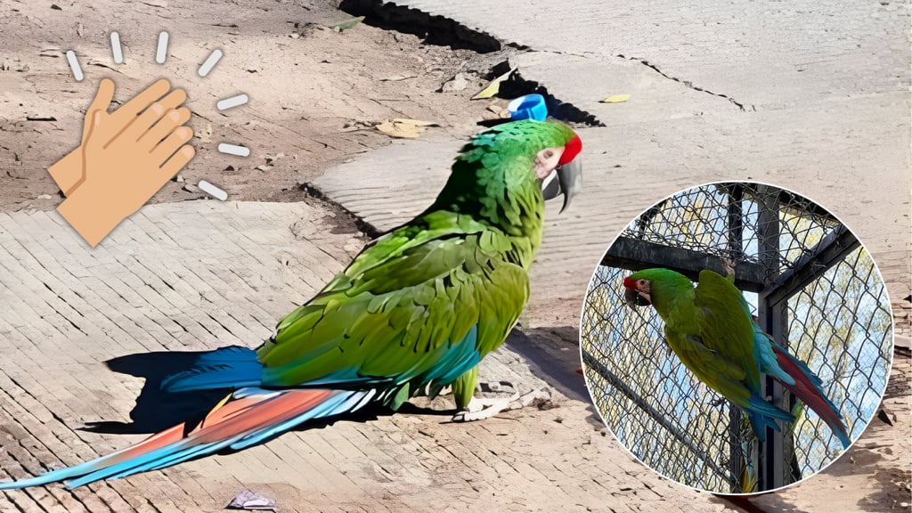 ¡Final feliz! Resguarda Zoológico Sahuatoba a guacamaya que fue vista pidiendo ayuda