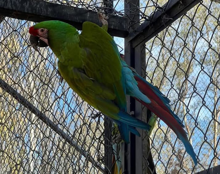 Guacamaya que llegó sola al Zoológico Sahuatoba presenta desnutrición y deshidratación