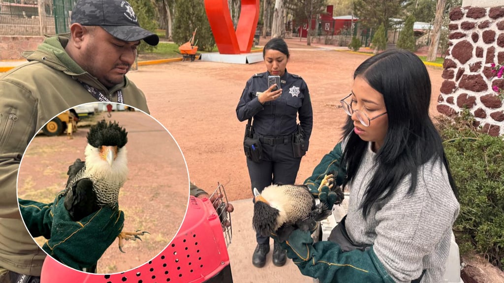 Rescatan a un ejemplar de águila caracara por la salida a Torreón