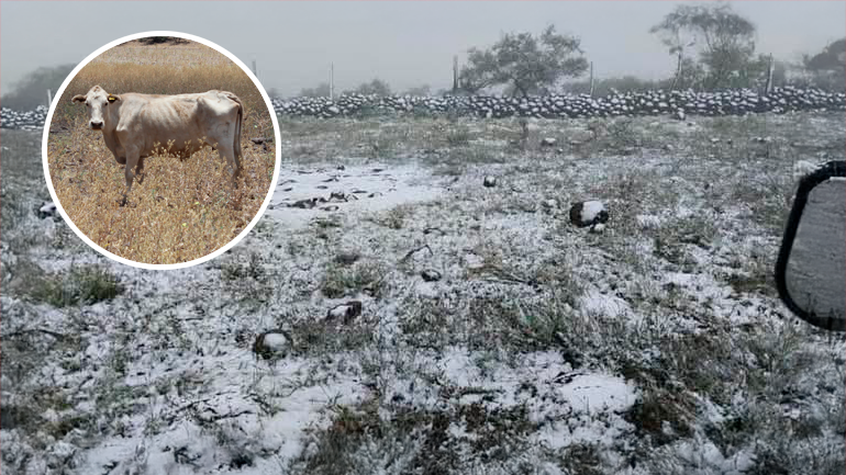 Tormenta invernal en Durango: nevadas en el estado, son muy necesarias, señala UGRD