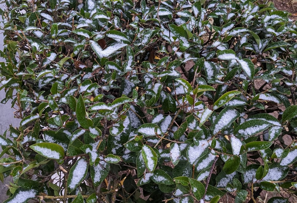 Clima. Previo al fin de semana iniciaron los pronósticos de baja temperatura que provocaron una ligera nevada y precipitaciones.