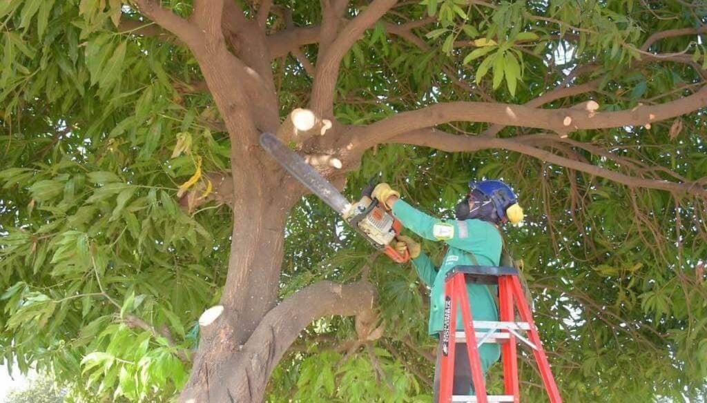 La poda integral o de mejoramiento es una práctica necesaria para mantener los árboles en óptimas condiciones. 