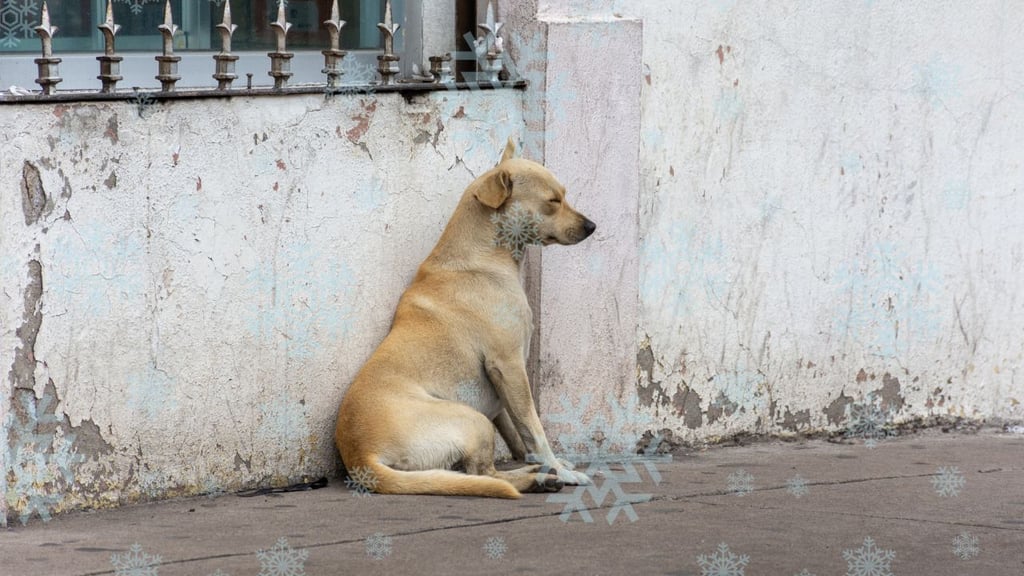 Perros de la calle han muerto a causa del frío registrado en Durango capital