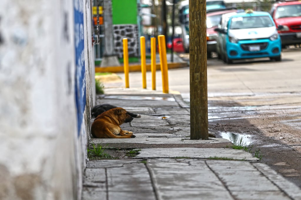 Problemática. Muchos perritos que se encuentran en la calle en algún momento tuvieron un hogar, pero fueron abandonados. Se perdieron y ahora andan por la vía pública buscando alimento y espacios para descansar y protegerse del clima.