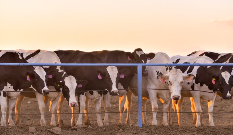 Productores duranguenses se preparan para la visita de USDA