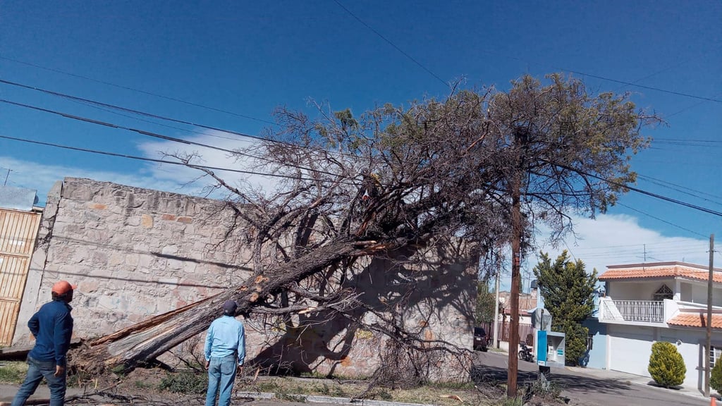 Fuertes rachas de viento dejaron árboles y ramas caídas en la capital duranguense