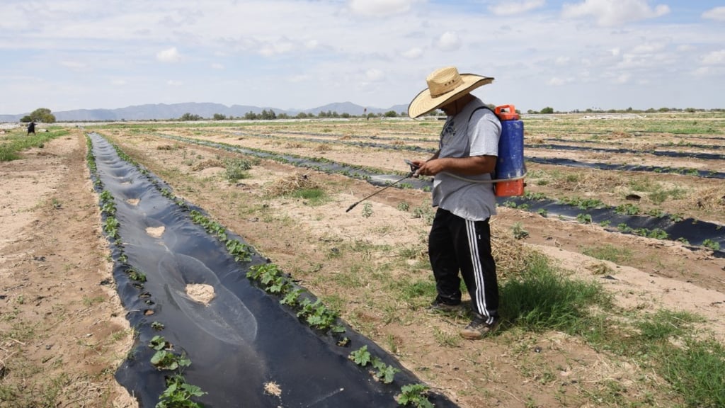 campo de cultivo vacío