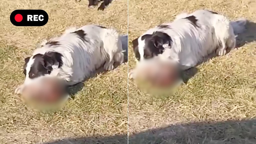 Captan a perrito callejero comiendo un cráneo humano en un lote baldío | VIDEO