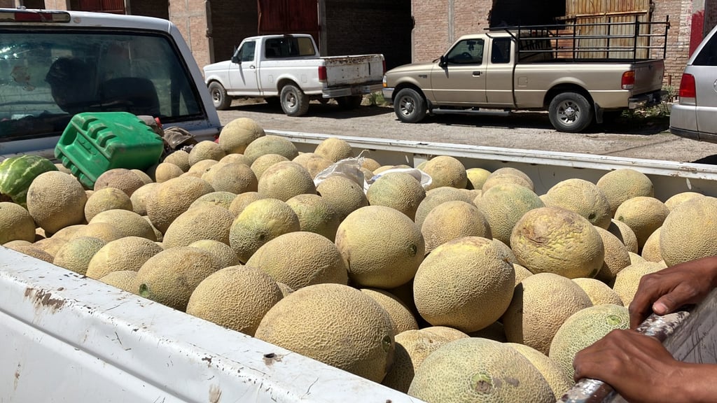 Aseguran que productores de melón tendrán menos siembra este año