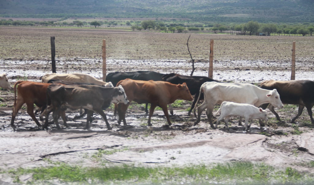 Comportamiento. El 2024 representó la cantidad anual más baja de los últimos años.