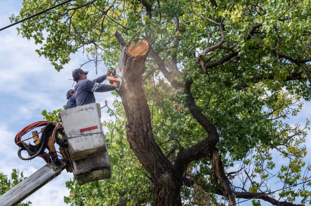 Esto cuesta cortar un árbol sin permiso en Durango