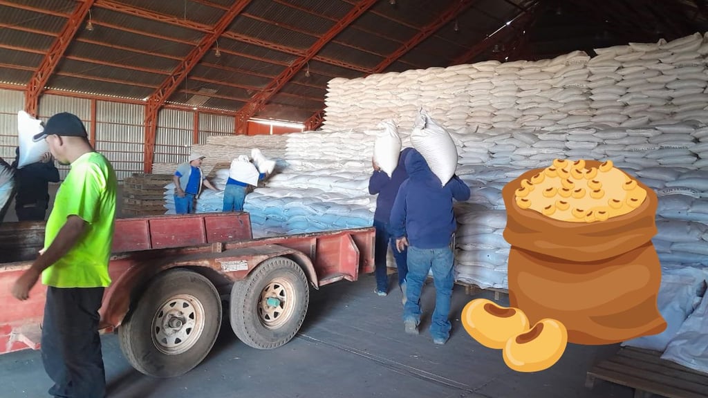 Durango cierra temporada de frijol 2024 con mala cosecha, pero buen precio