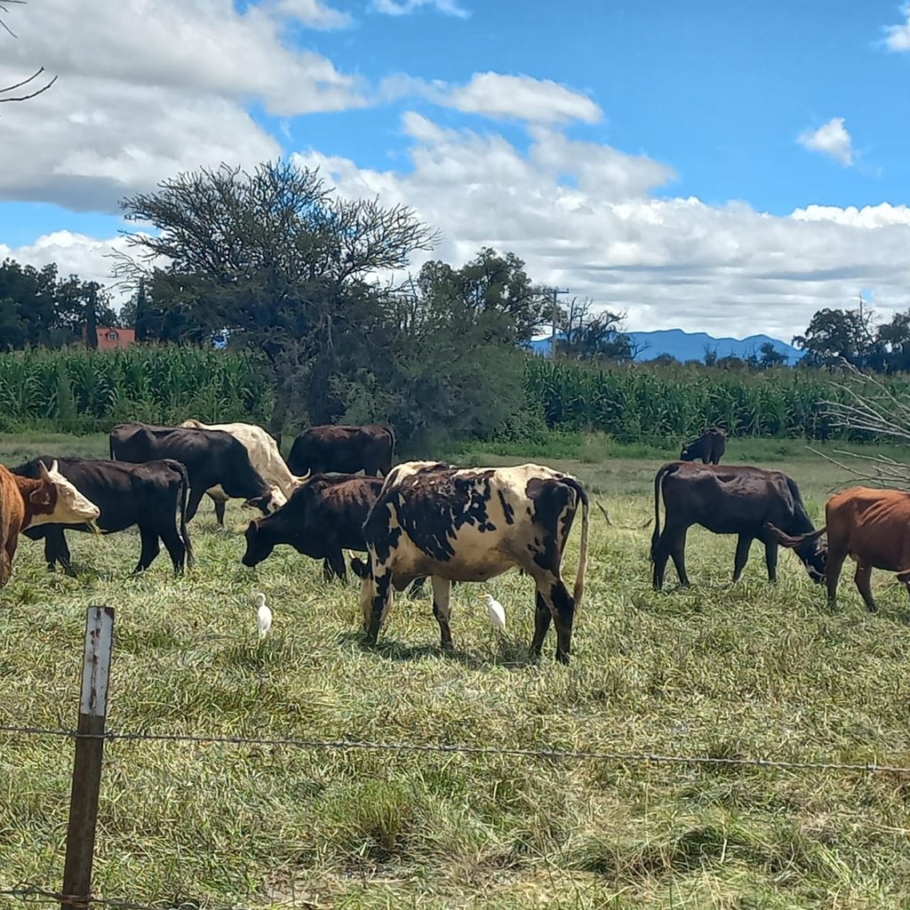 Plazo. Durango podrá retomar la exportación de ganado hacia Estados Unidos a partir del 3 de marzo del año en curso.