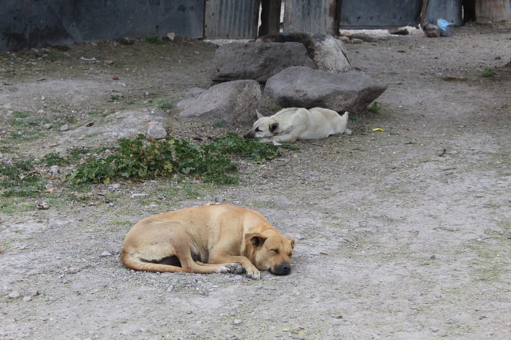 Problemática. Se estima que en Durango capital hay al menos unos 100 mil perritos que se encuentran en situación de calle.