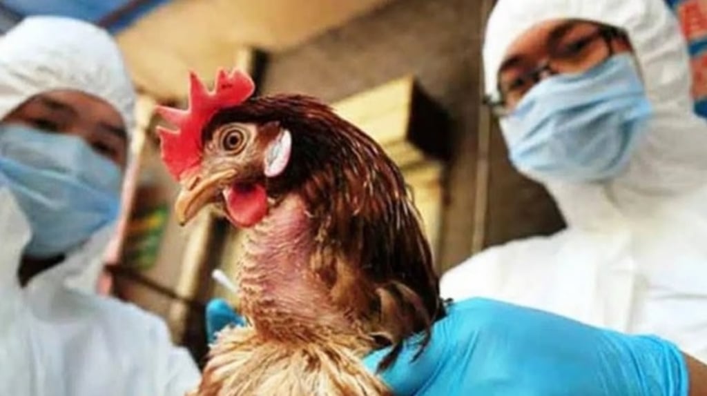 Influenza. Todo indica que el caso de gripe aviar fue de ave a humano; se investigará si alguna granja aviar de La Laguna tienen algún caso de gripe aviar.