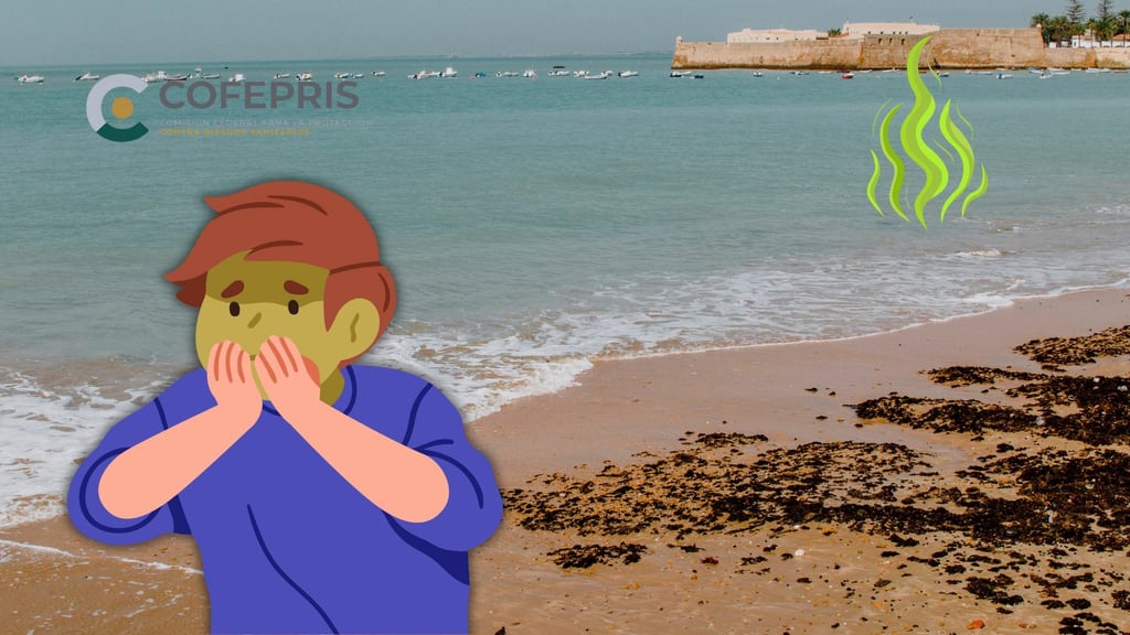 Semana Santa 2025: ¡cuidado! Estas son las playas más sucias de México, según Cofepris
