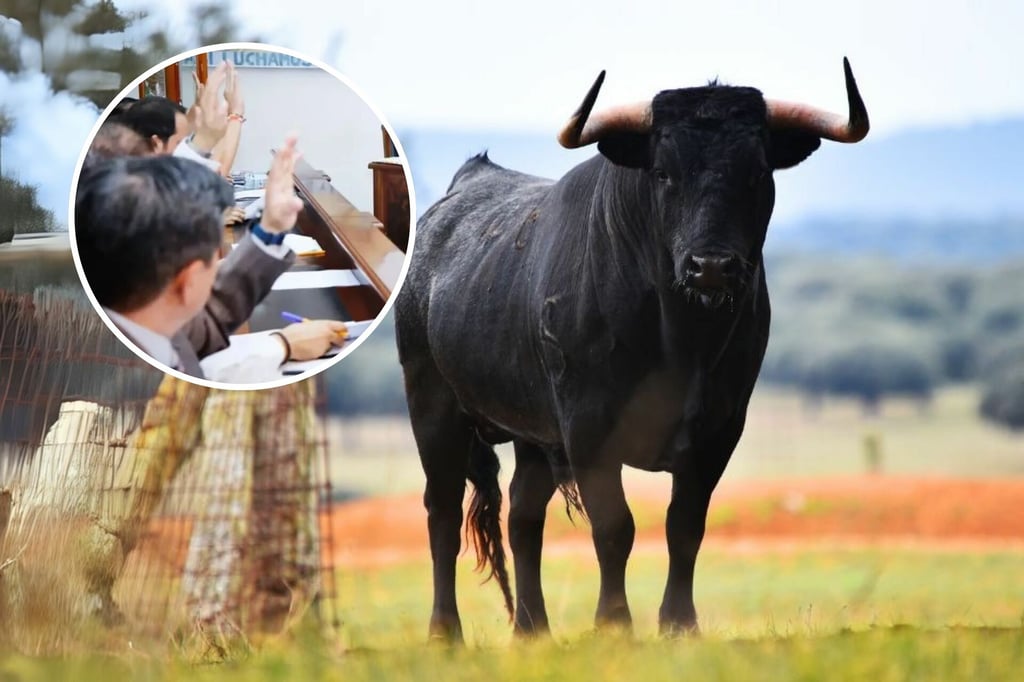 Corridas de Toros: ¿Qué pasará con los toros de lidia tras la aprobación de la nueva ley?