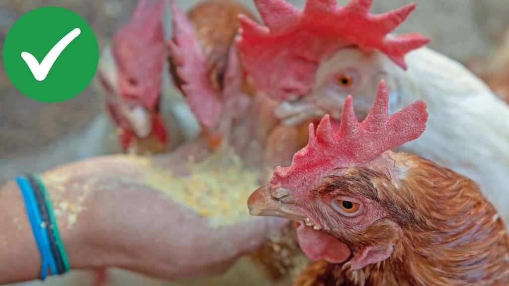 Granjas avícolas de Durango están libres de gripe aviar, señalan las autoridades