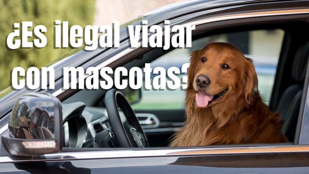 ¿Te pueden multar por llevar tu perro en el auto en estas vacaciones de Semana Santa?