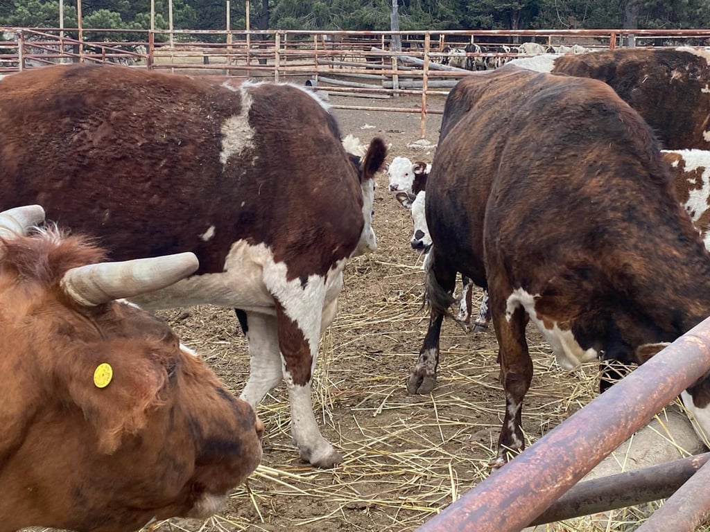 Ganado. Desde que se detectó el primer caso de gusano barrenador a la fecha se pudo contener el problema aunque ya se esperaba que en determinado momento iba a pasar.