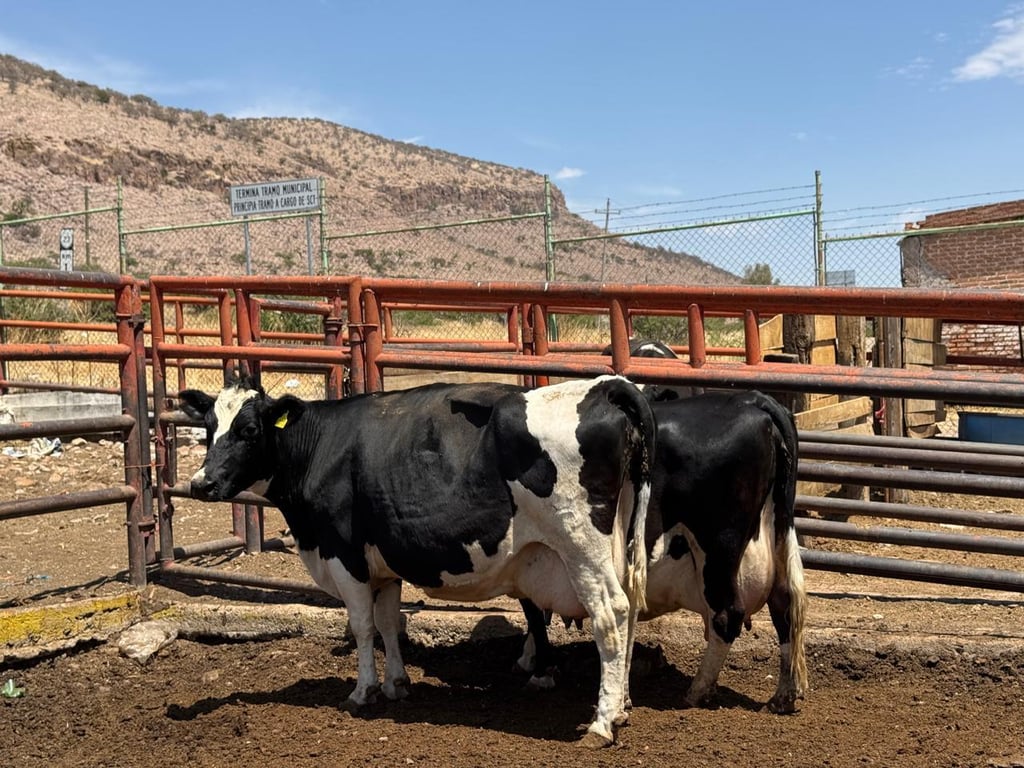 Especificaciones. El nuevo Rastro Municipal cumplirá con todas las especificaciones sanitarias y normativas para el procesamiento de carne, según se informó.