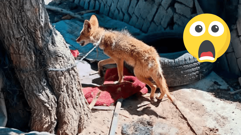Profepa rescata a coyote en Durango; 'vivía' en una casa, amarrado