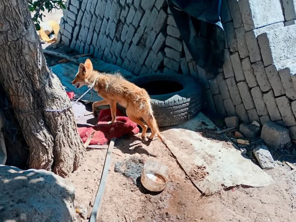 Denuncia. Se reportó que en un domicilio tenían a un coyote como mascota, sin acreditar su procedencia. 
