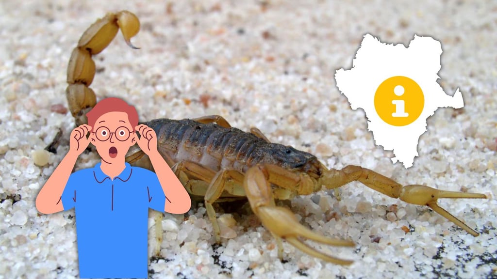 ¿Cómo identificar si un alacrán es venenoso? Esto debes revisar si vives en Durango