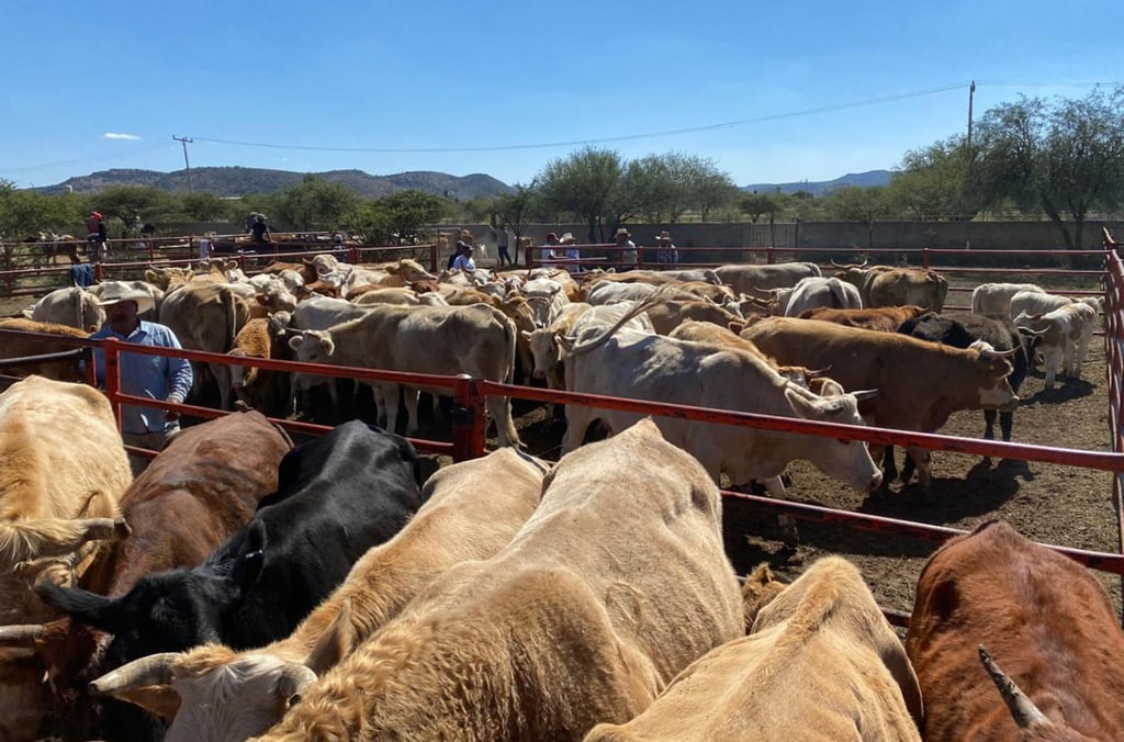 Aumentan precios de carne y ganado