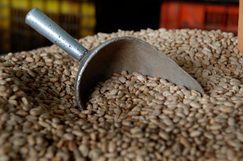 Postura. Durango ha sido uno de los principales productores de frijol a nivel nacional, por lo que se resaltó la importancia de que ahora tenga una empresa para empaquetar.