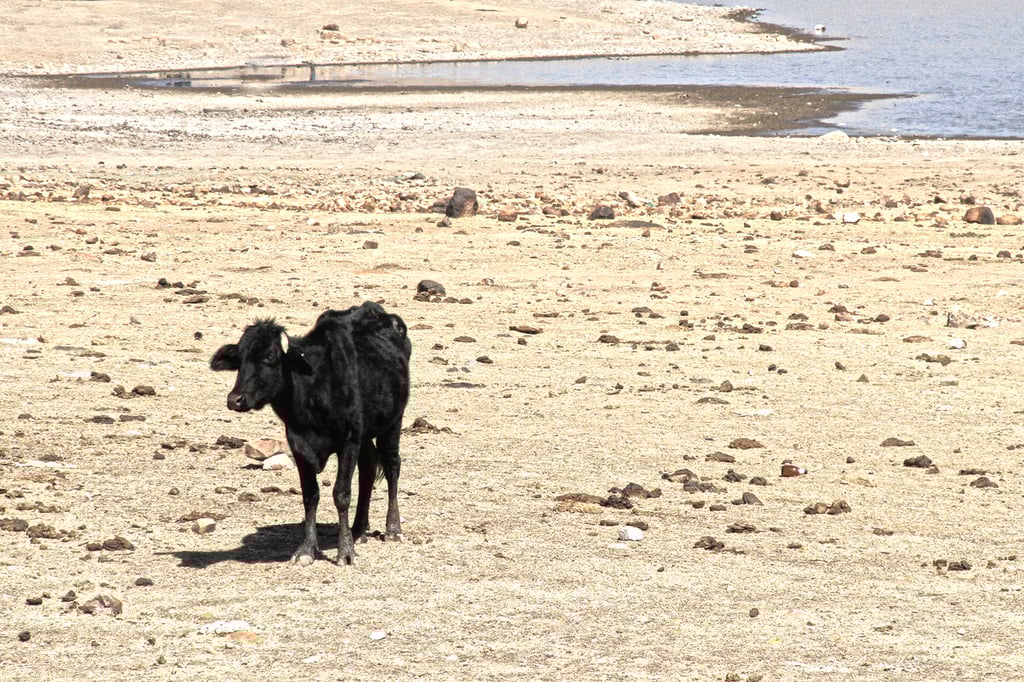 Abasto. Aunque se le da prioridad al abasto de agua para el consumo humano, se requiere asegurar para agricultura y ganadería.