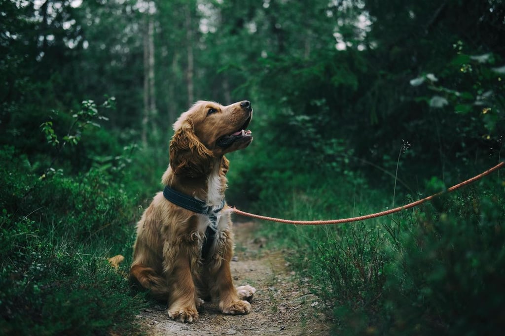 Consejo. El experto asegura que tener mascotas conlleva responsabilidades muy grandes; sin embargo, siempre deben disfrutarse y ser sencillos con estas.