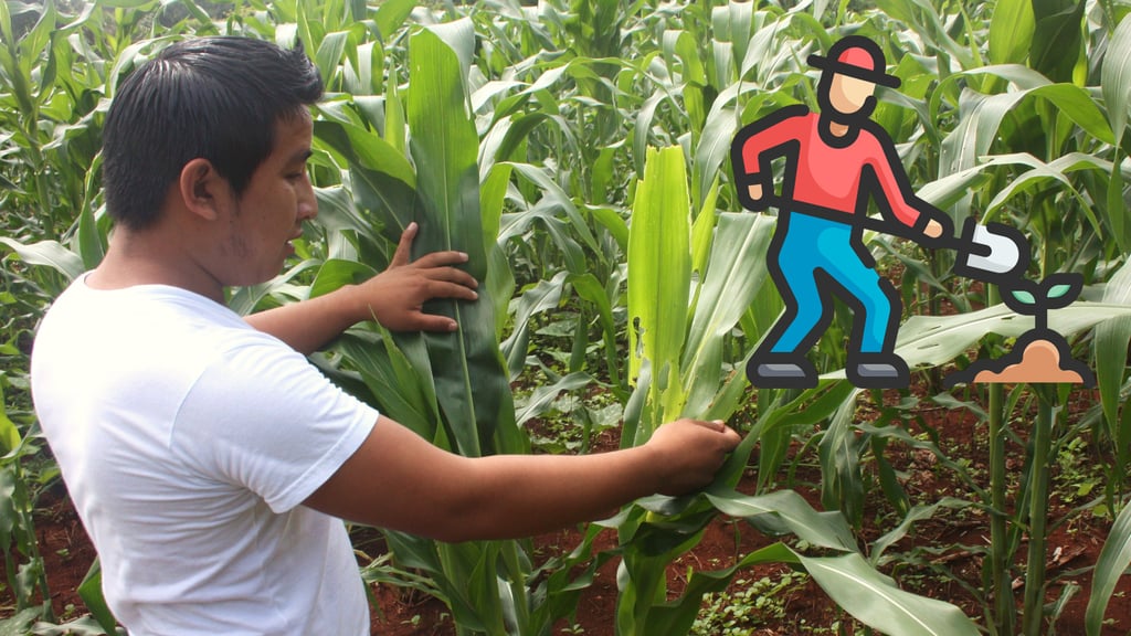 Plantean otorgar incentivos para los cultivos nativos en Durango