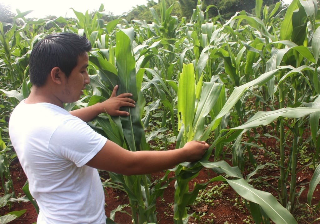 Amenaza. Al presentar la propuesta, el diputado local advirtió que existen factores de riesgo para los cultivos tradicionales en Durango.
