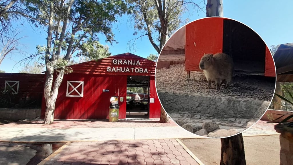 ¡Nuevo integrante! Presentan a capibara macho en el Zoológico Sahuatoba
