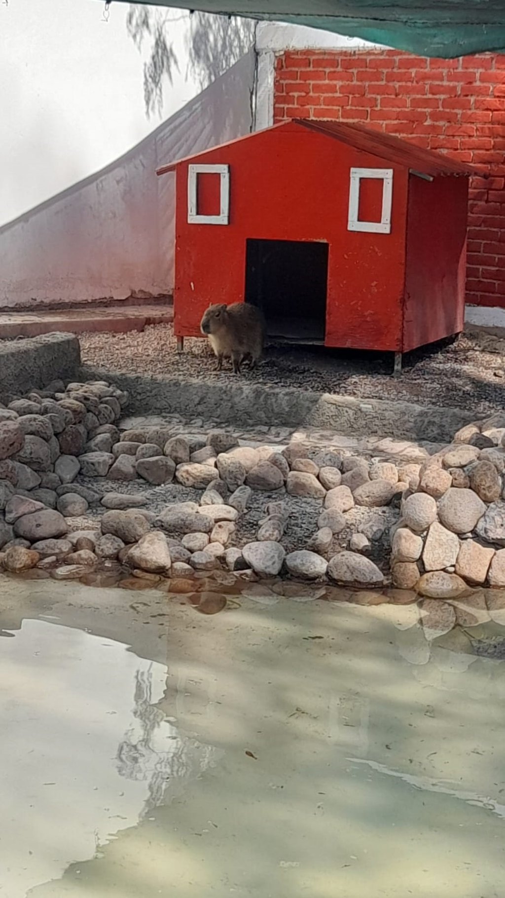 Capibara. El nuevo ejemplar está en proceso de adaptación pero pronto podrá compartir el espacio con una compañera.