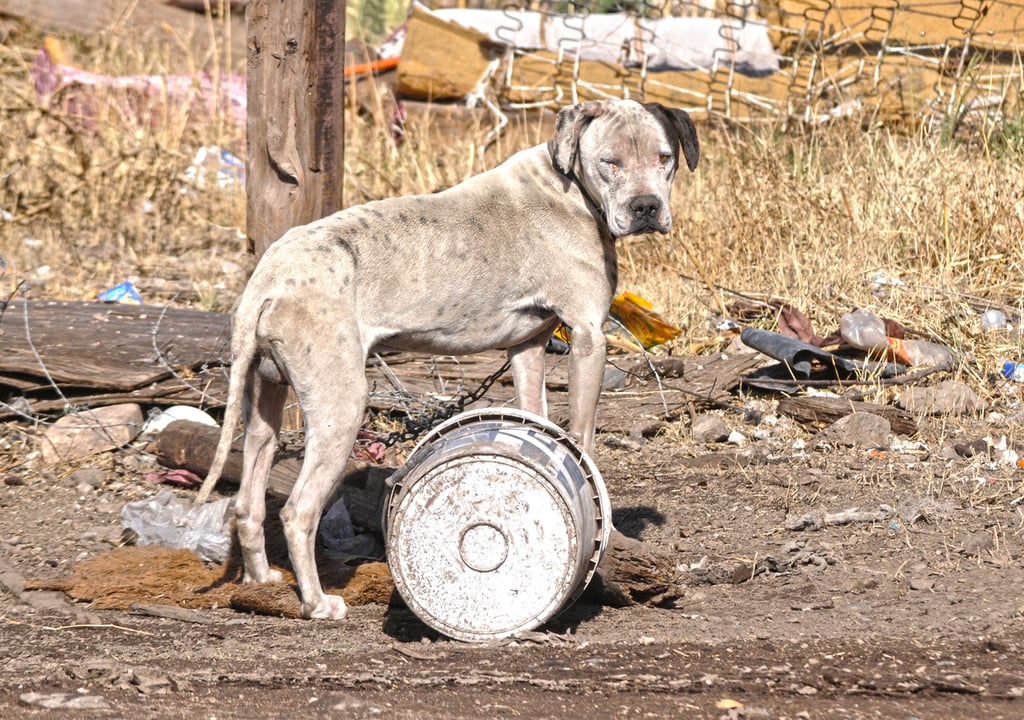 Maltrato. Los perros que viven en criaderos tienen poca expectativa de vida, sobre todo las hembras que tienen diferentes camadas de cachorros.