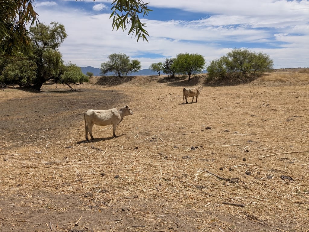 Seco. El campo continúa seco en la entidad, no hay lluvias importantes desde el 6 de septiembre del año pasado y eso ha provocado un suelo seco.
