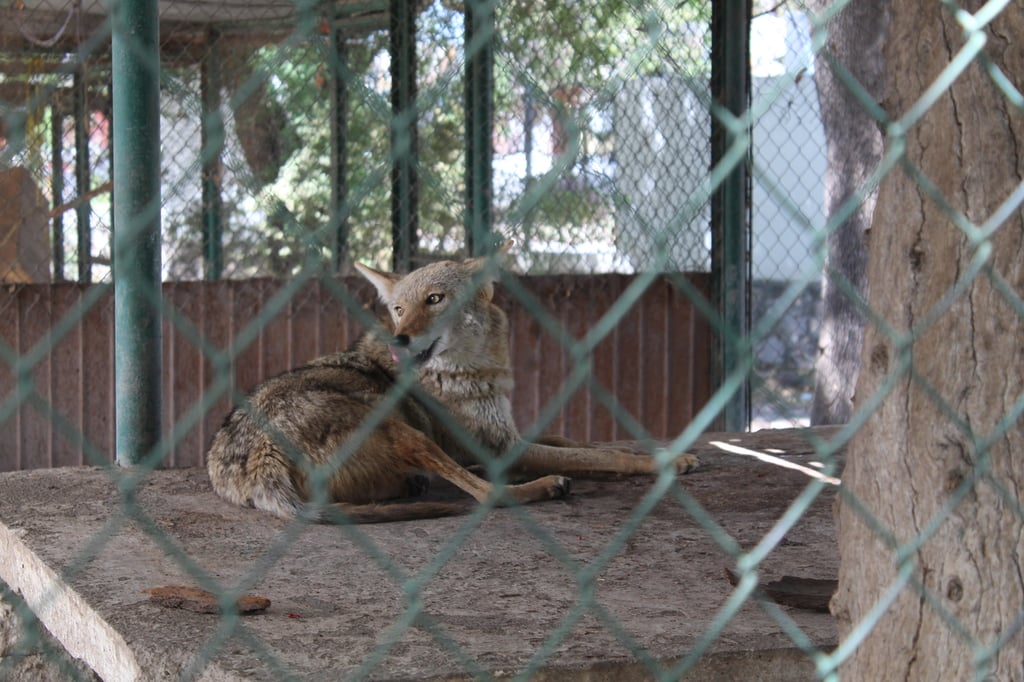Rescate. Los animales resguardados por Profepa en la entidad llegan al Zoológico para su evaluación médica.
