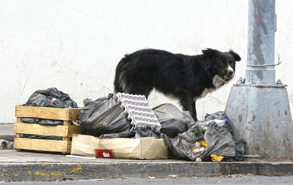 Mascota. Muchos de los perritos que ahora se encuentran en situación de calle y vagando por la ciudad, en algún momento, tuvieron un hogar, pero fueron abandonados.