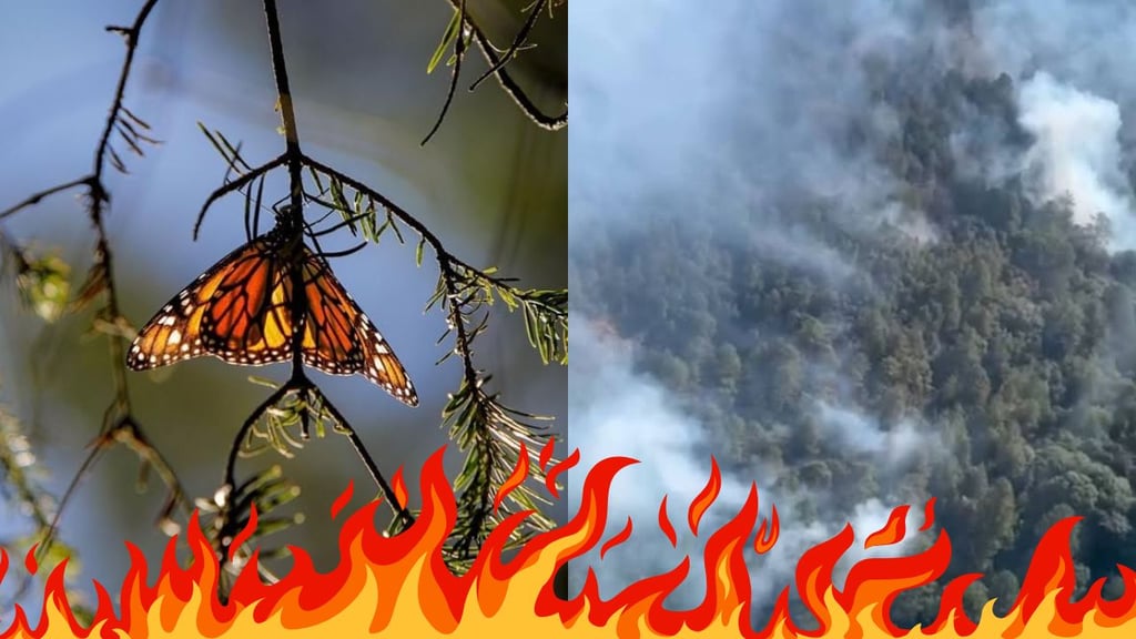 Santuario de la Mariposa Monarca resultó afectado por incendio | IMÁGENES
