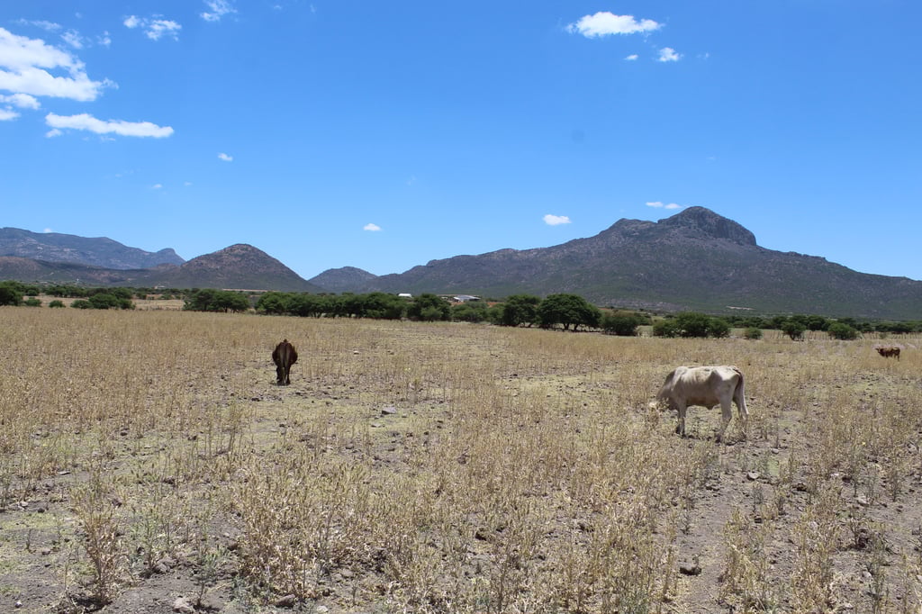 Sufre sequía el 80% de localidades de la región serrana de Durango